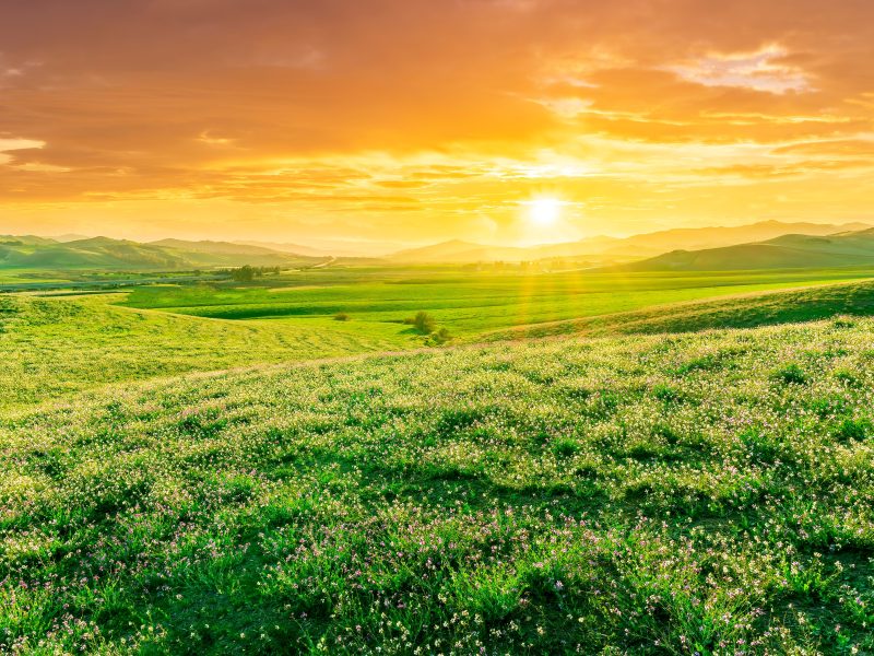 Panoramic,Spring,Season,Landscape,Of,Beautiful,Greel,Field,With,Yellow