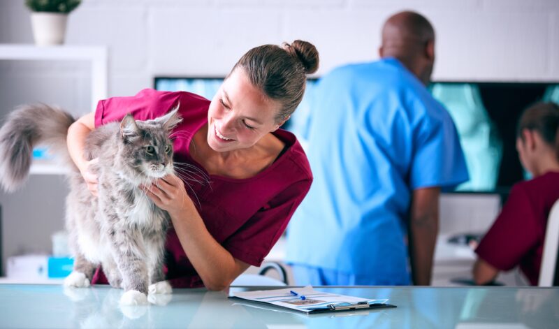 Female,Vet,Examining,Pet,Cat,In,Surgery,With,Veterinary,Team
