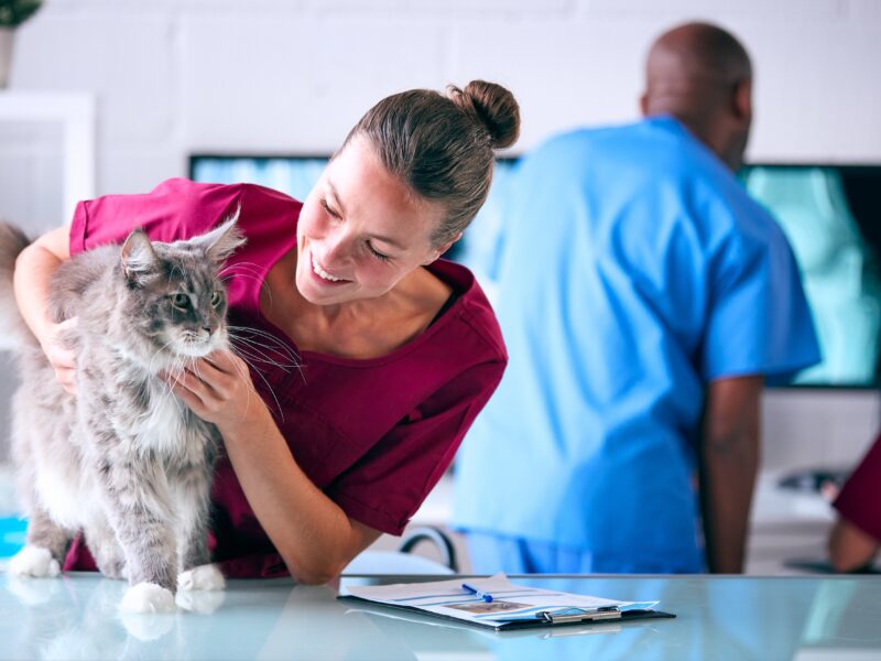 Female,Vet,Examining,Pet,Cat,In,Surgery,With,Veterinary,Team