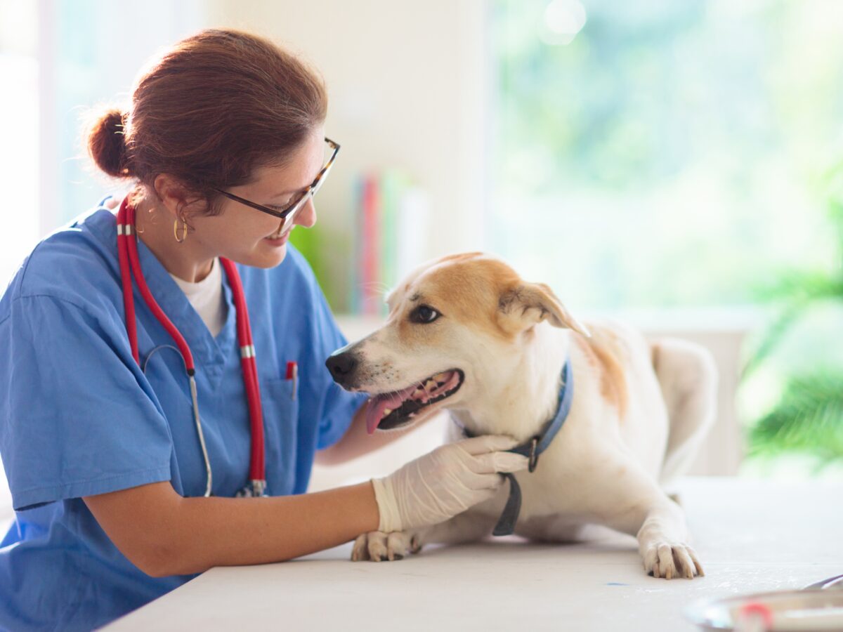Vet,Examining,Dog.,Puppy,At,Veterinarian,Doctor.,Animal,Clinic.,Pet