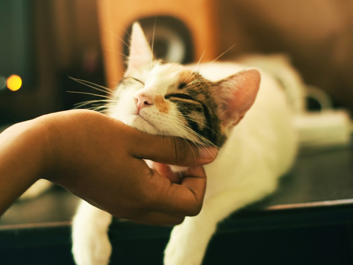 yerlin matu GtwiBmtJvaU unsplash